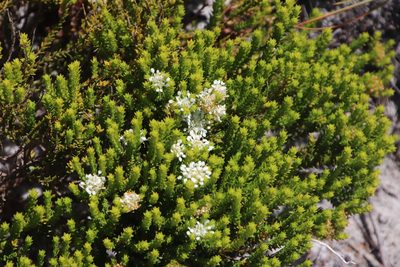 Agathosma imbricata, photographed by Tony Rebelo