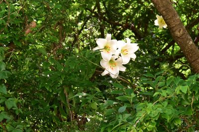 Lilium brownii, photographed by Cheng-Tao Lin