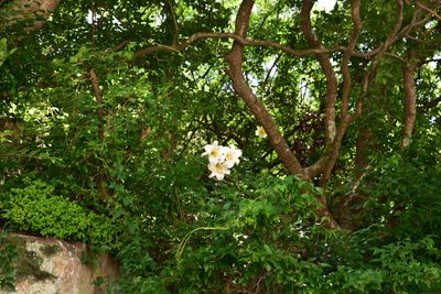 Lilium brownii, photographed by Cheng-Tao Lin