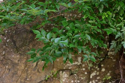 Celtis biondii, photographed by Cheng-Tao Lin