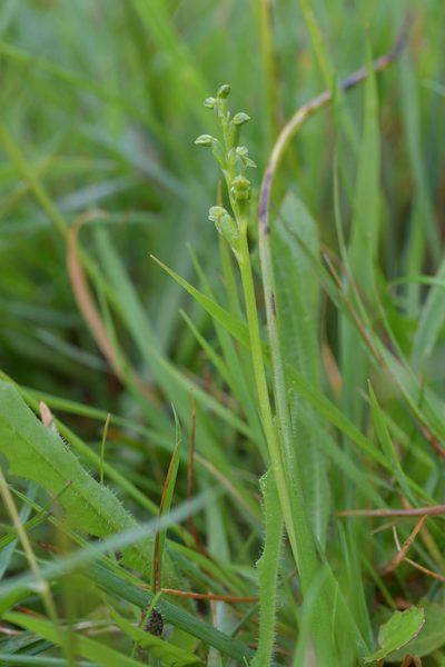 Microtis oligantha, photographed by Christopher Stephens