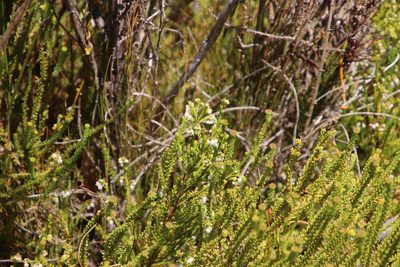 Erica turbiniflora, photographed by Tony Rebelo