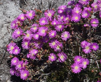 Lampranthus glomeratus, photographed by Tony Rebelo