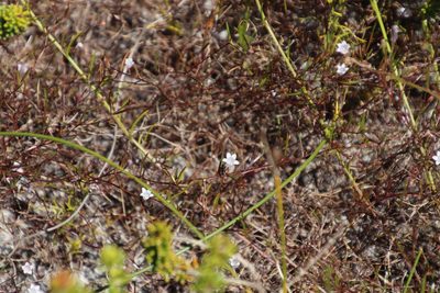 Prismatocarpus sessilis, photographed by Tony Rebelo