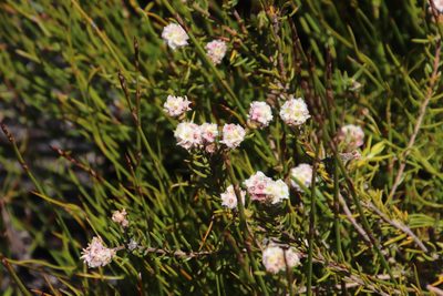 Lachnaea densiflora, photographed by Tony Rebelo