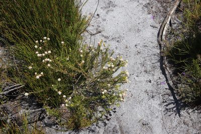 Lachnaea densiflora, photographed by Tony Rebelo