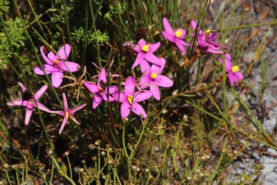 Chironia linoides, photographed by Tony Rebelo