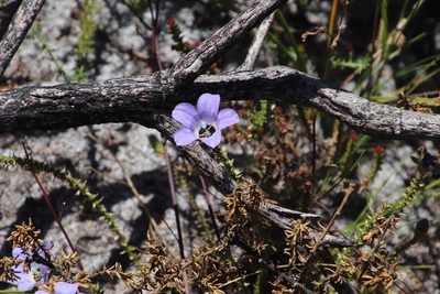 Roella triflora, photographed by Tony Rebelo
