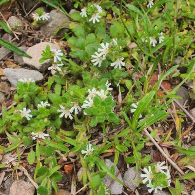 Scaevola hookeri, photographed by Claudia Schipp
