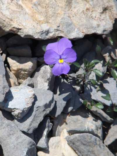 Viola cenisia, photographed by Jean-Paul Boerekamps