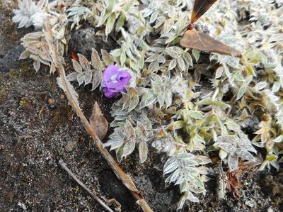 Oxytropis pumilio, photographed by Николай Соболев