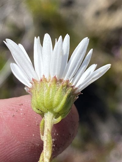 Osmitopsis glabra, photographed by Dave U