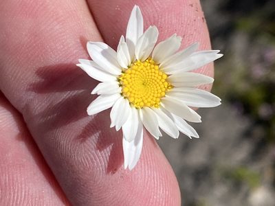 Osmitopsis glabra, photographed by Dave U