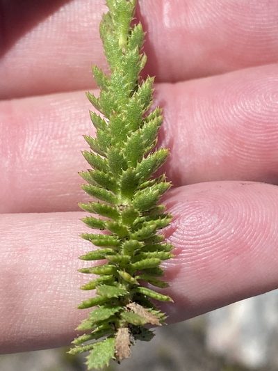Osmitopsis glabra, photographed by Dave U