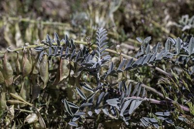 Astragalus oxyphysus, photographed by Zack Abbey