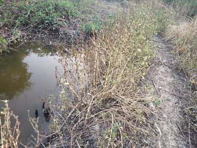 Hygrophila ringens, photographed by S.MORE