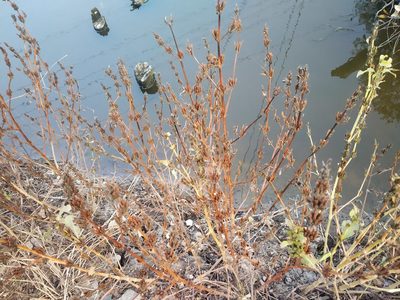 Hygrophila ringens, photographed by S.MORE