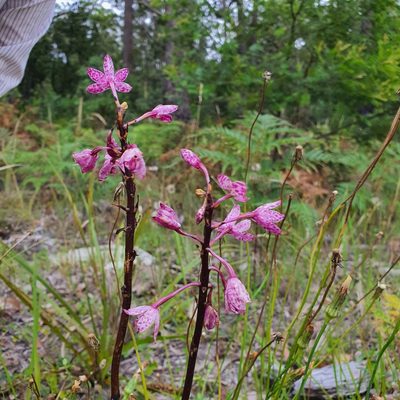 Dipodium squamatum, photographed by Claudia Schipp