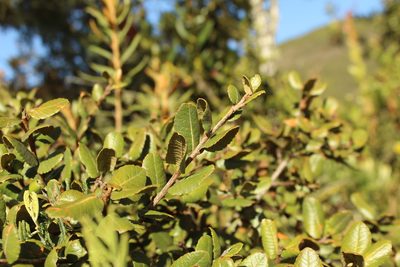 Hesperomeles goudotiana, photographed by Andrés Ramírez-Barrera