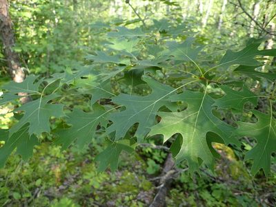 Quercus ellipsoidalis, photographed by Allan Harris