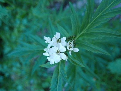 Aspilia platyphylla, photographed by Karel Schoonvaere