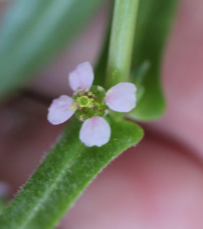Ammannia robusta, photographed by Millie Basden