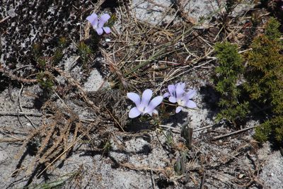 Roella prostrata, photographed by Tony Rebelo