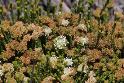 Agathosma imbricata, photographed by Tony Rebelo
