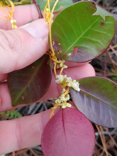 Cuscuta pentagona, photographed by Scott Allen Davis