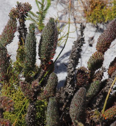 Anthospermum bergianum, photographed by Tony Rebelo