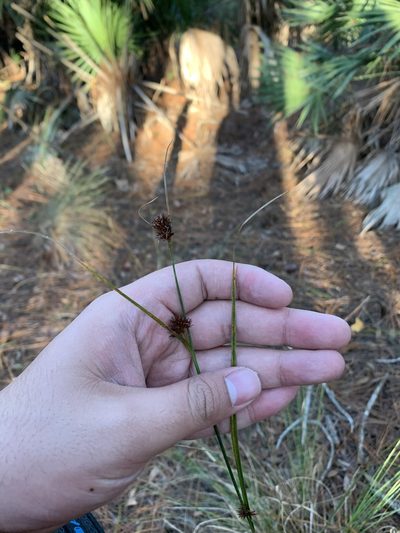 Rhynchospora microcephala, photographed by Brandon Corder