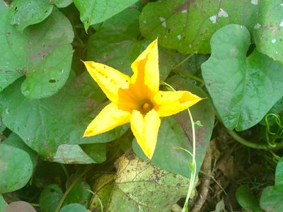 Cucurbita ficifolia, photographed by Francisco Farriols Sarabia