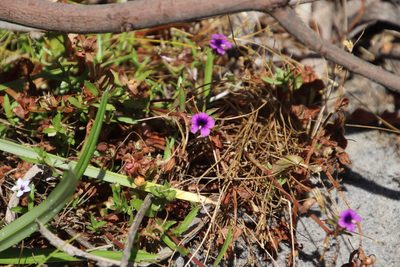 Monopsis debilis, photographed by Tony Rebelo