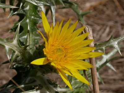 Scolymus grandiflorus, photographed by Yves Bas