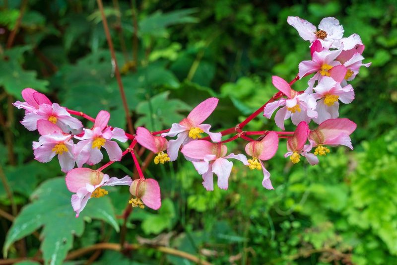Begonia acerifolia, photographed by Bob Walker