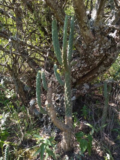 Salmonopuntia schickendantzii, photographed by Lucas Kaminski