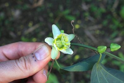 Passiflora biflora, photographed by Jake Rehage