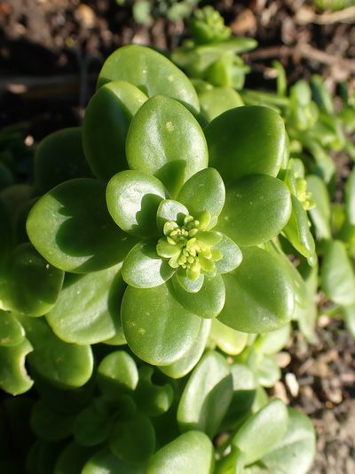 Sedum confusum, photographed by Robert H. Wardell