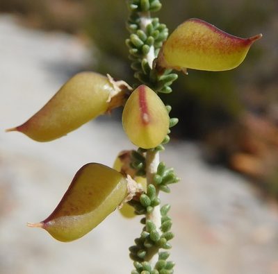Aspalathus costulata, photographed by Charles Stirton