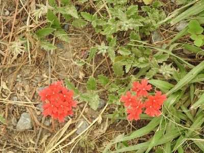 Verbena tweedieana, photographed by Eduardo Luis Beltrocco