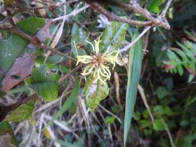Trichocladus crinitus, photographed by Matthew Fainman