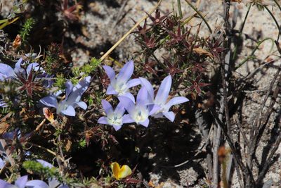 Roella prostrata, photographed by Tony Rebelo