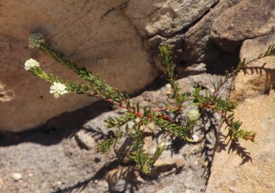 Phylica imberbis, photographed by Tony Rebelo