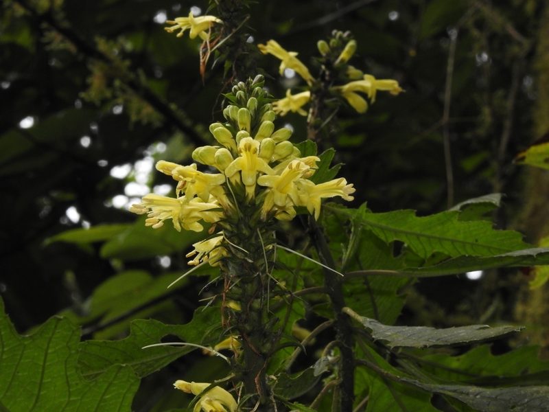 Aphelandra acanthus, photographed by Cristian Antonio Calderón López