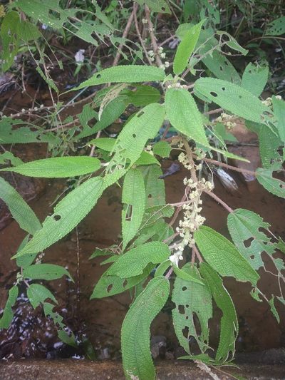 Debregeasia longifolia, photographed by S.MORE