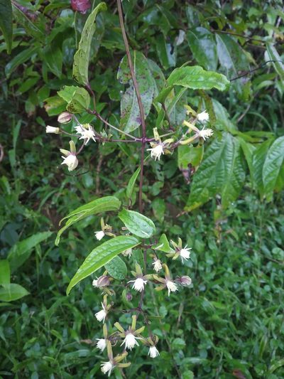 Clematis hedysarifolia, photographed by S.MORE
