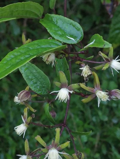 Clematis hedysarifolia, photographed by S.MORE