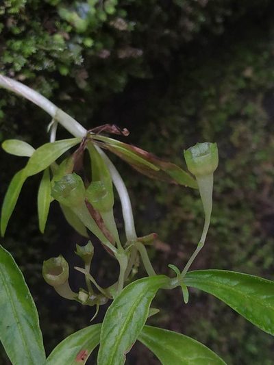 Argostemma verticillatum, photographed by S.MORE