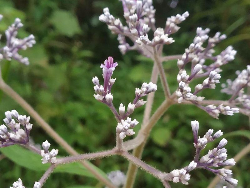 Knoxia sumatrensis, photographed by S.MORE