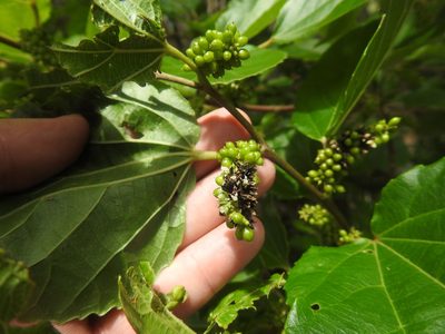 Trimeria grandifolia, photographed by Matthew Fainman